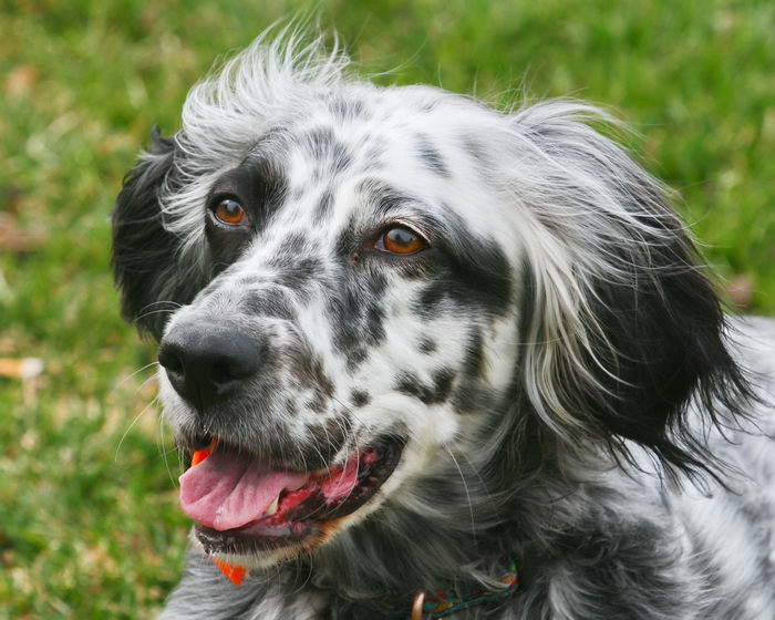 Английский сеттер (English Setter) — Животные и природа