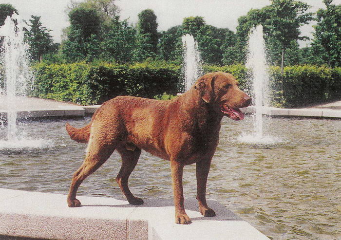 Чесапик бэй ретривер (Chesapeake Bay Retriever) — Животные и природа