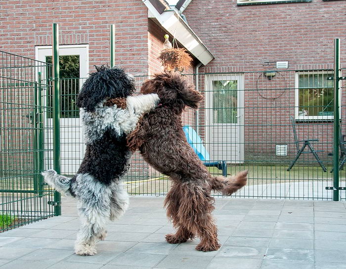 Барбет (Barbet, French Water Dog) — Животные и природа