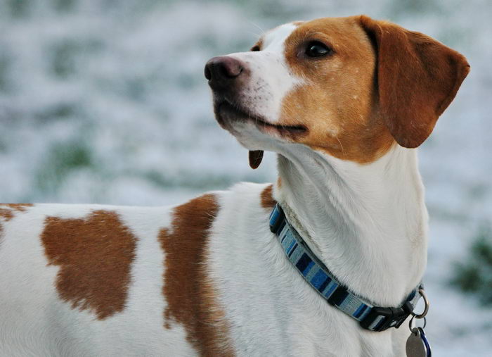 Американский фоксхаунд (American Foxhound) — Животные и природа