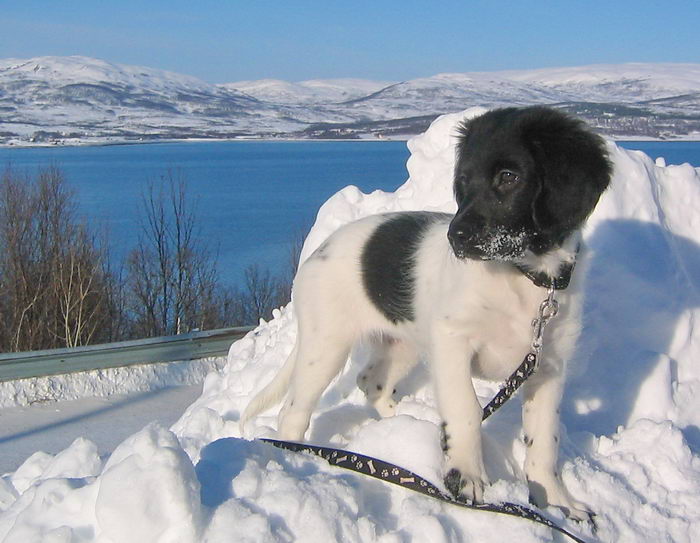 Стабихун (Stabyhoun (Frisian Pointing Dog) — Животные и природа